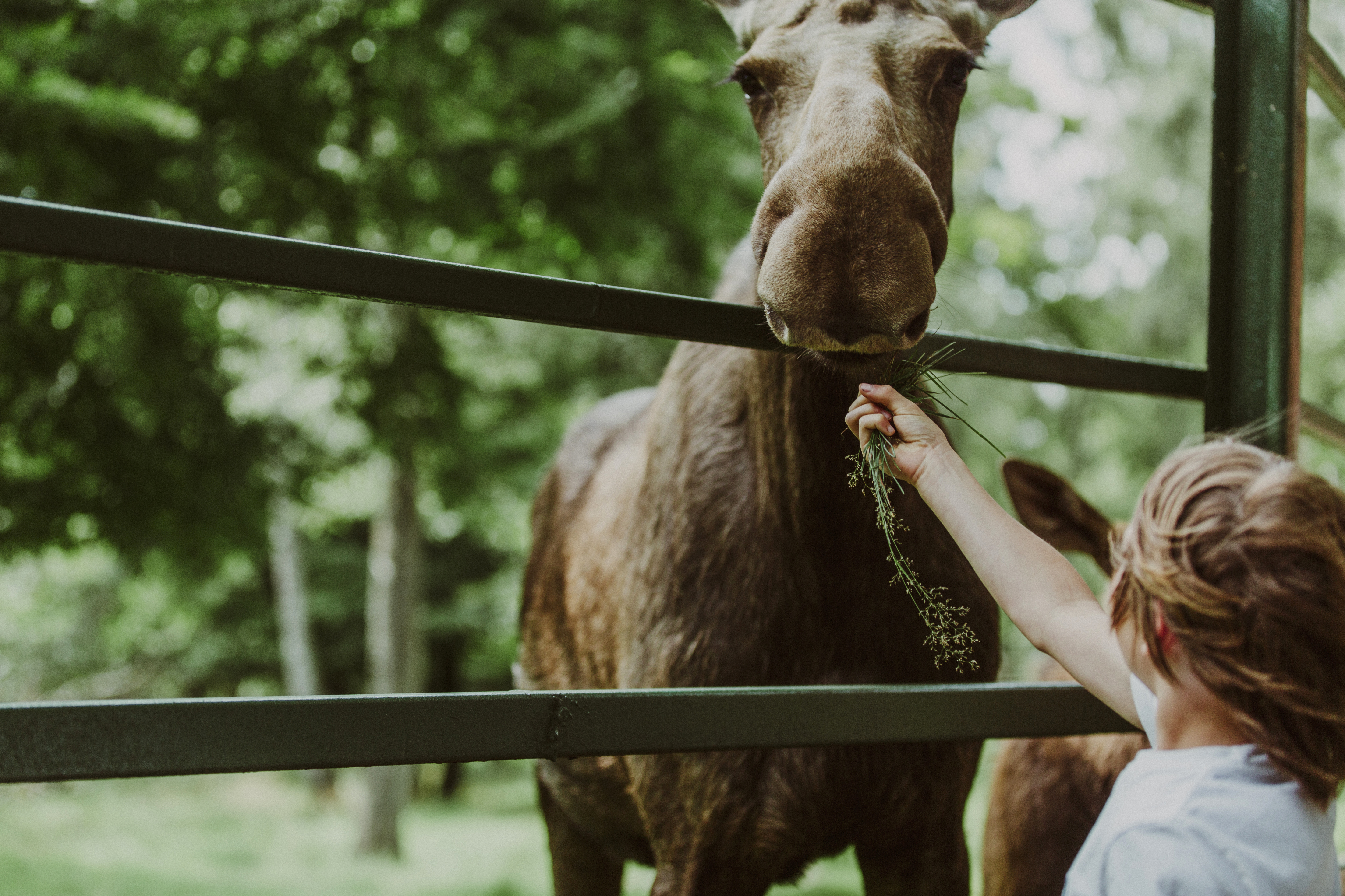 A boy feeding a moose in animal park