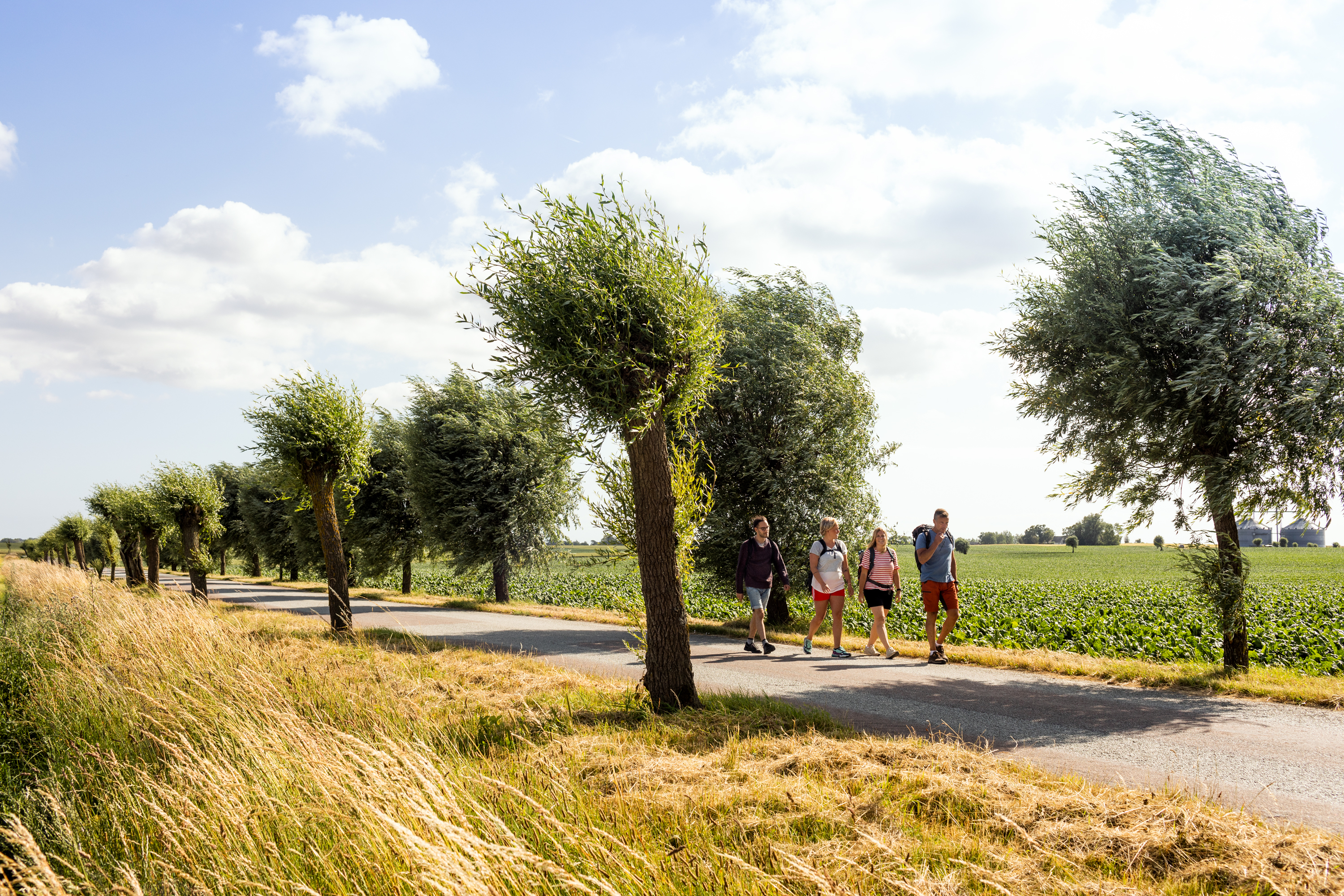 Vier Wanderer passieren eine Allee mit knorrigen Bäumen und Feldern zu beiden Seiten.