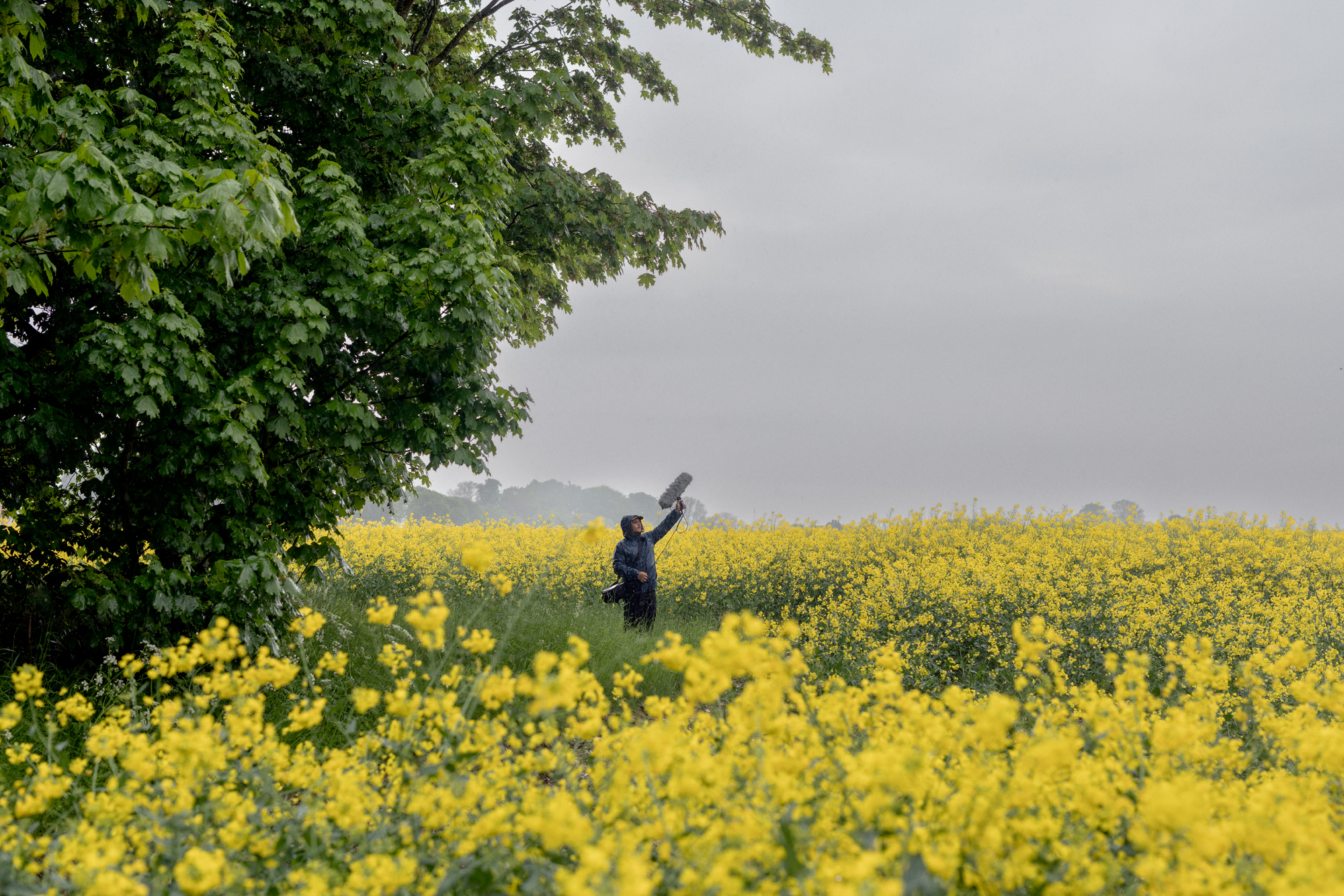 Sound technician by a rapeseed fiel