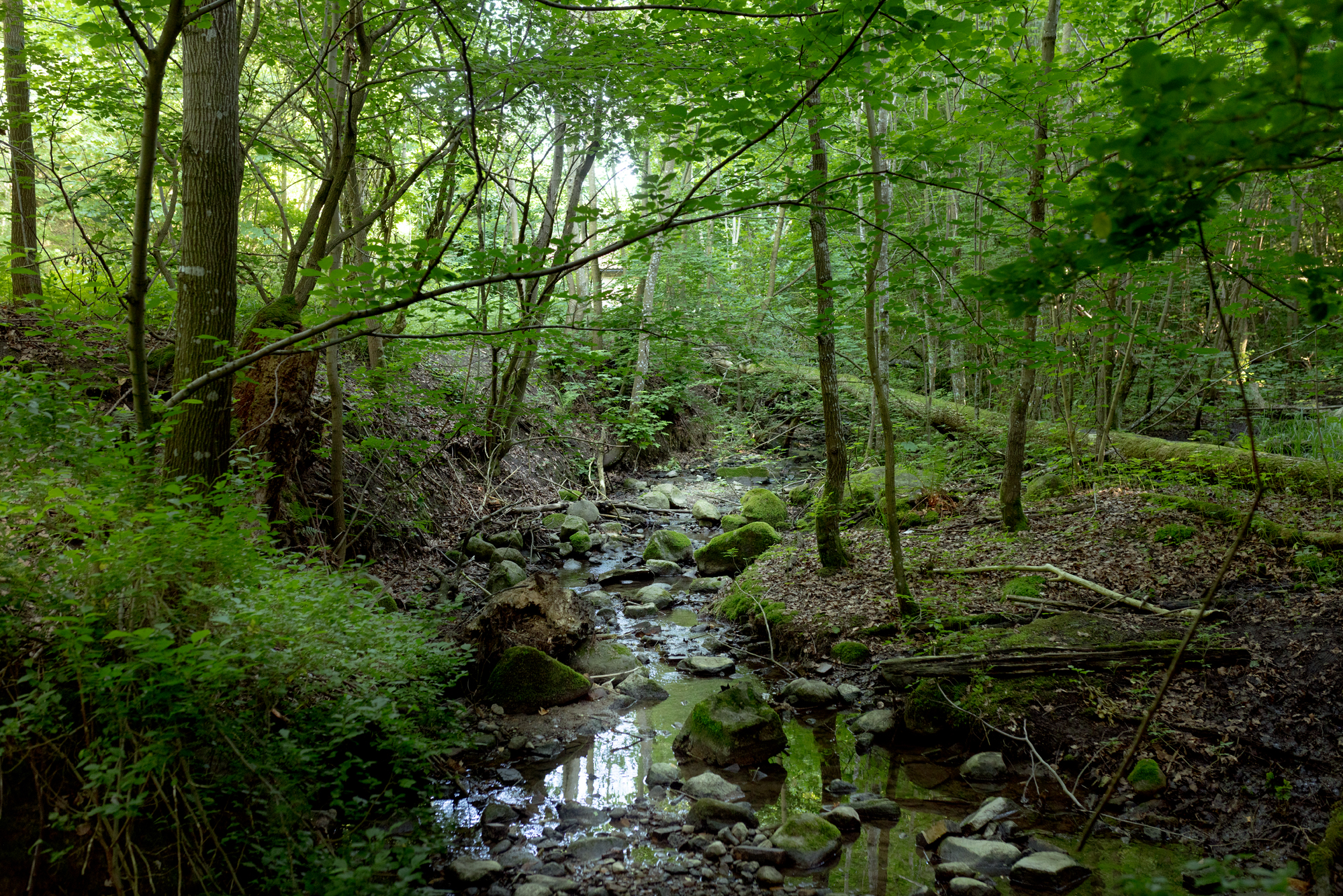 Small stream in the woods of Borgens Nature Reserve
