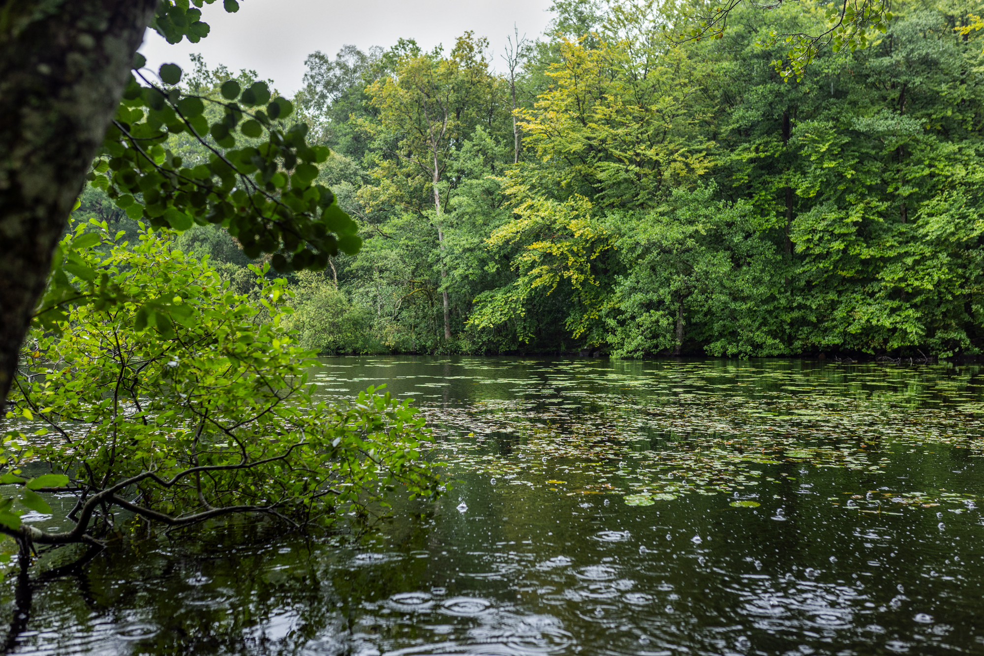 A lake of water surrounded by lots of trees