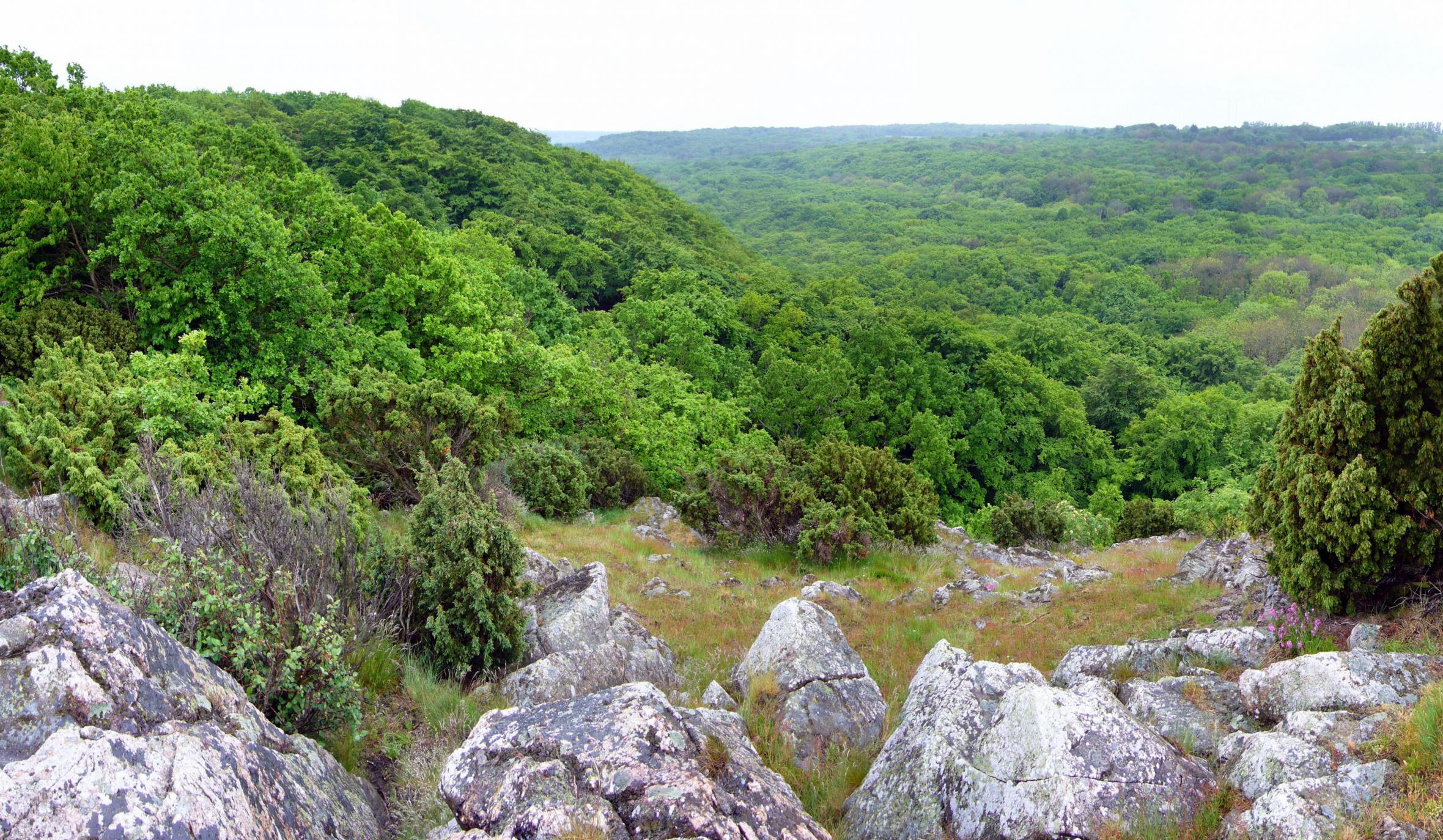 Gröna träd och klippor