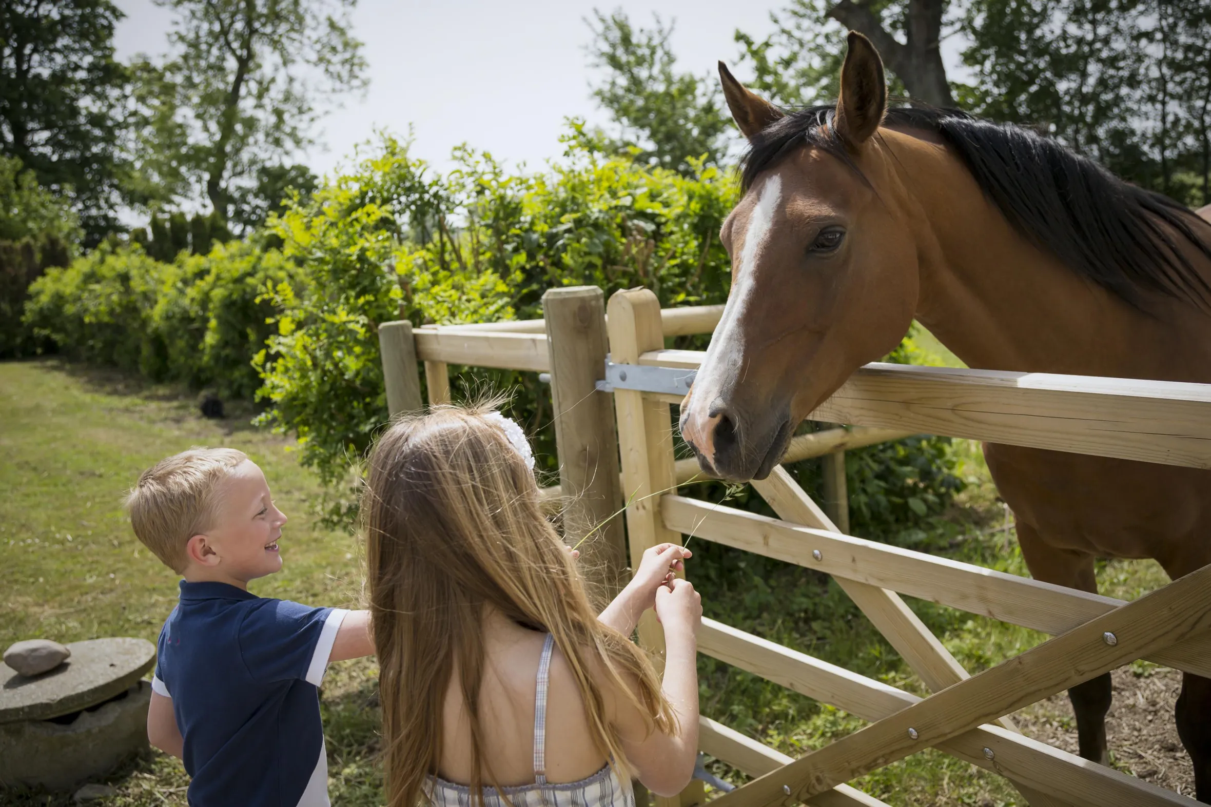 Children and horse