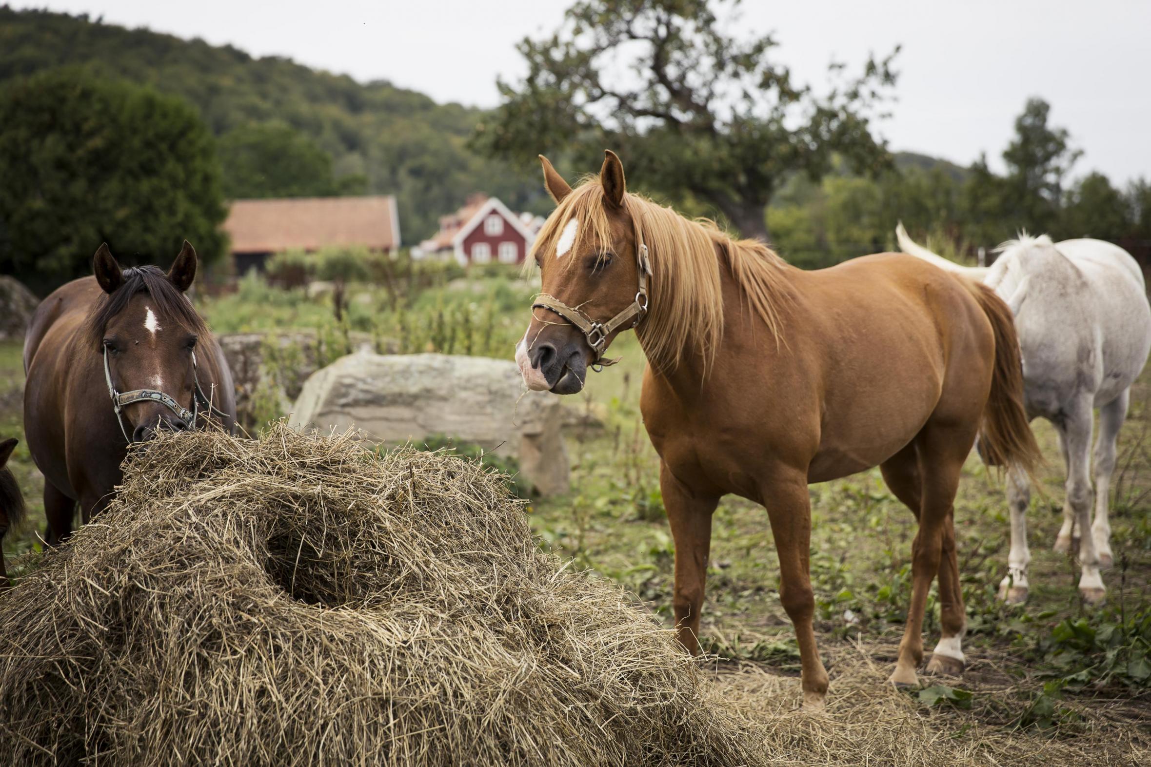 Horses grazing on hay in the countryside