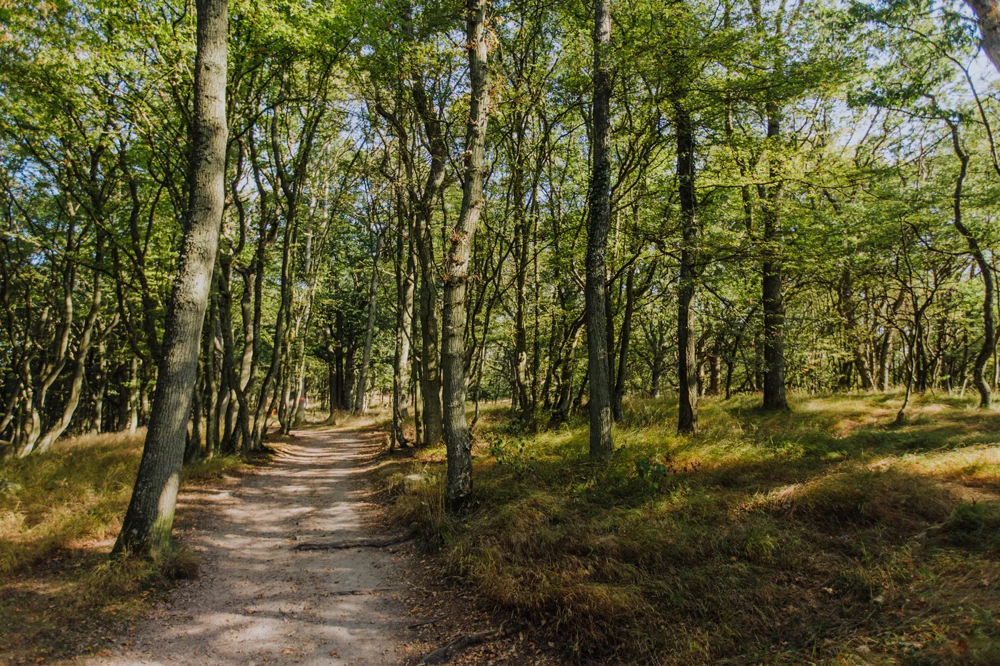 Hiking path in nature reserve
