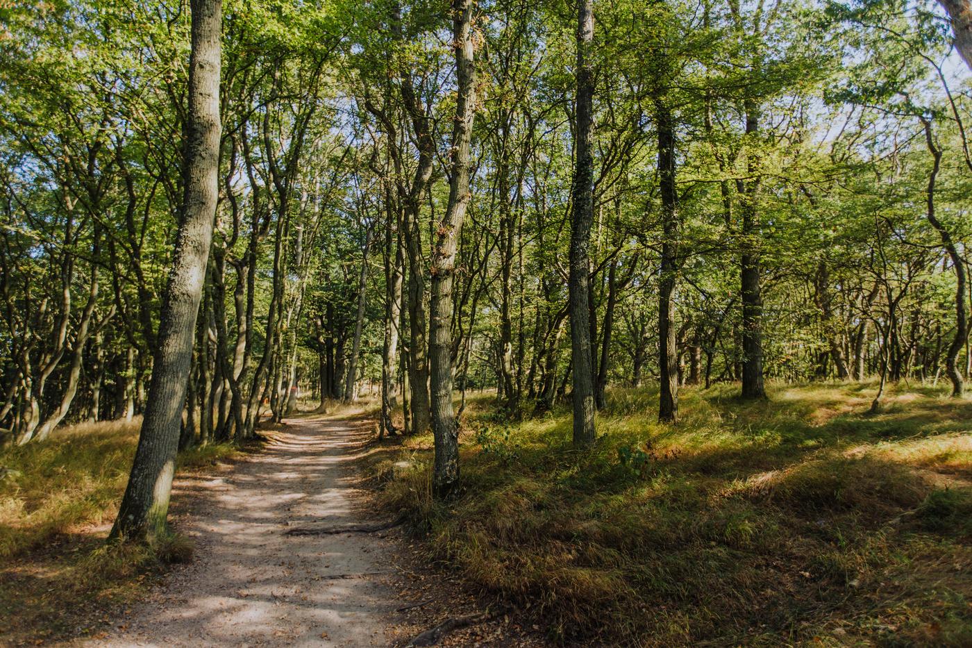Hiking path in nature reserve