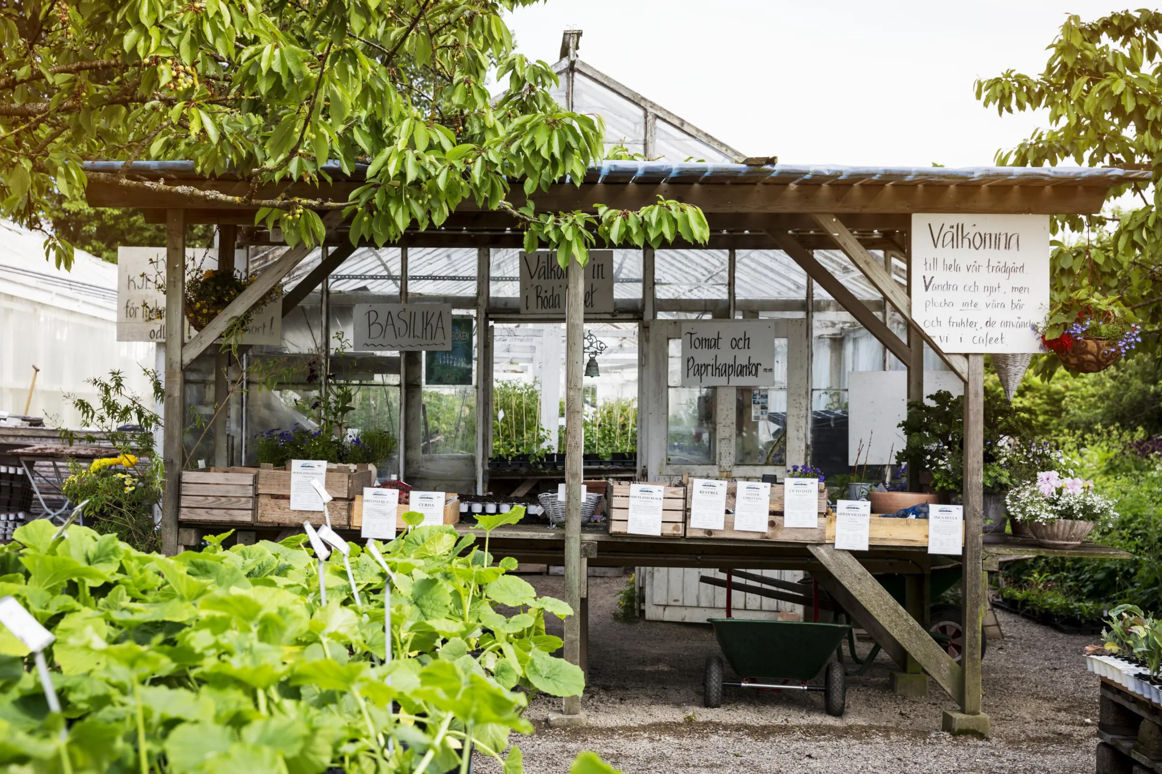 A garden with a greenhouse with vegetables and spices for sale