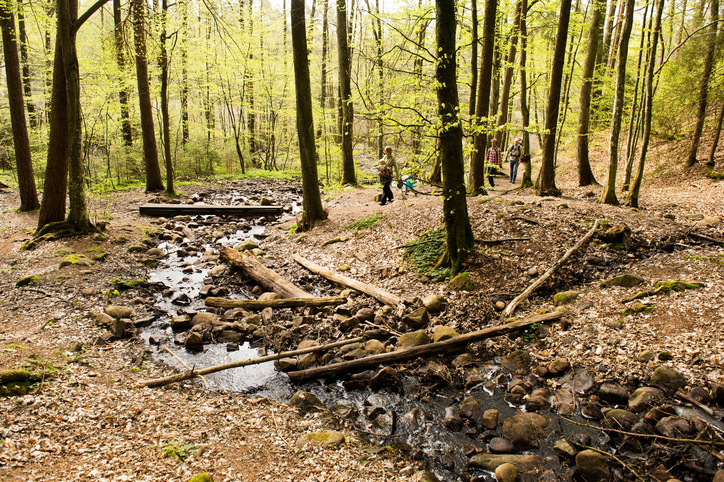 En familj vandrar igenom en grön skog med en  bäck