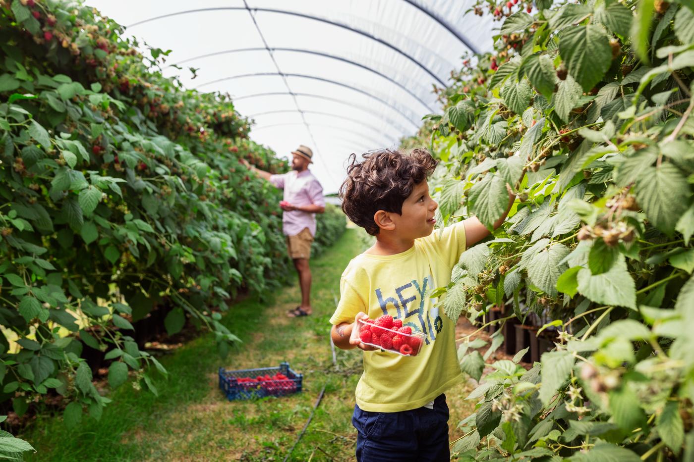 Ein Junge pflückt Himbeeren in einem Gewächshaus. Sein Vater ist im Hintergrund