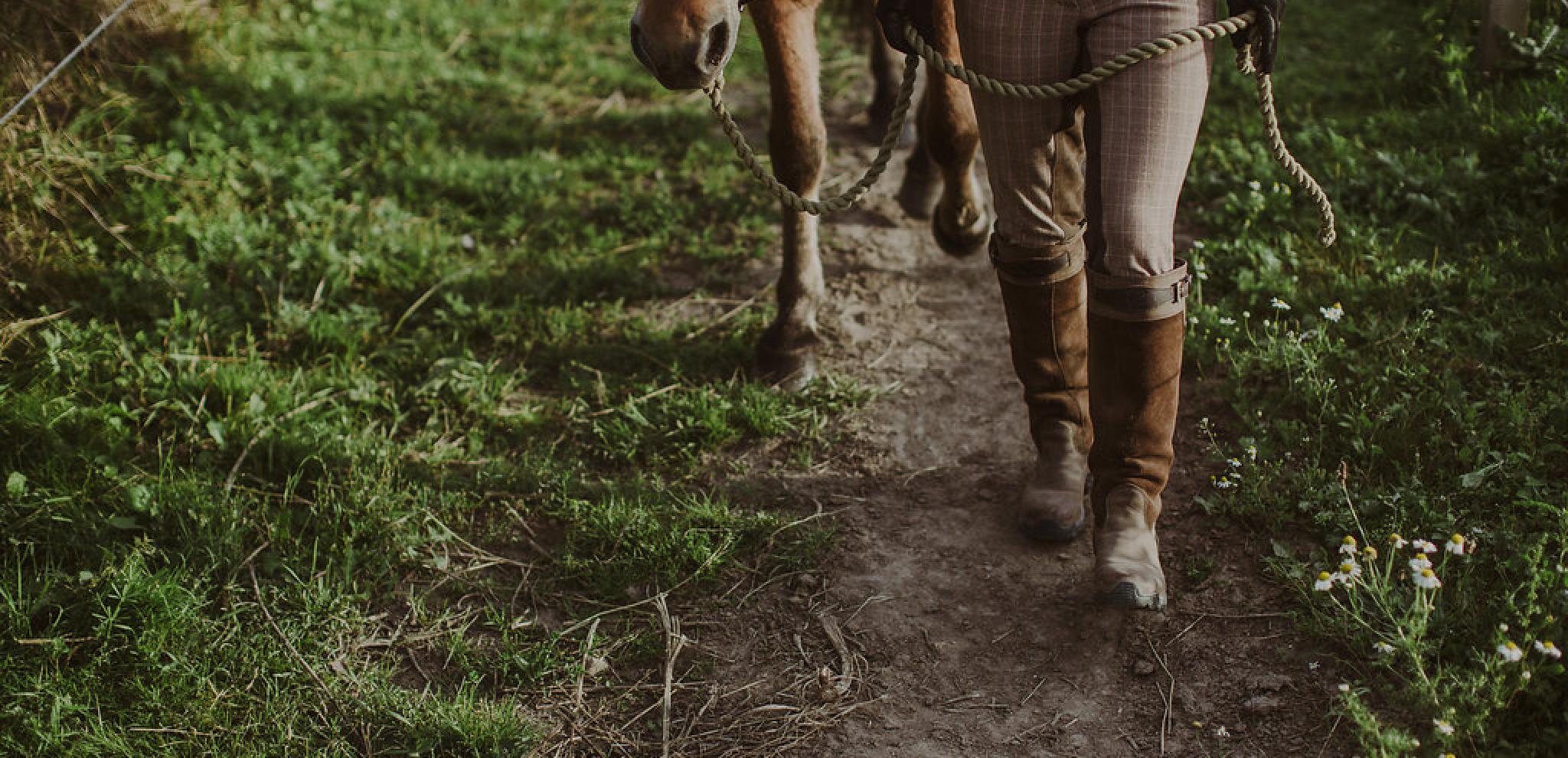 A person leading a horse on a path in nature 
