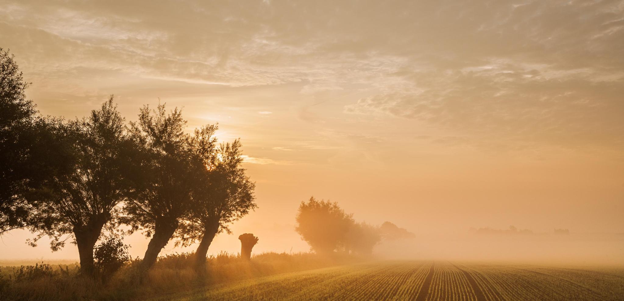 Weiden im Morgennebel