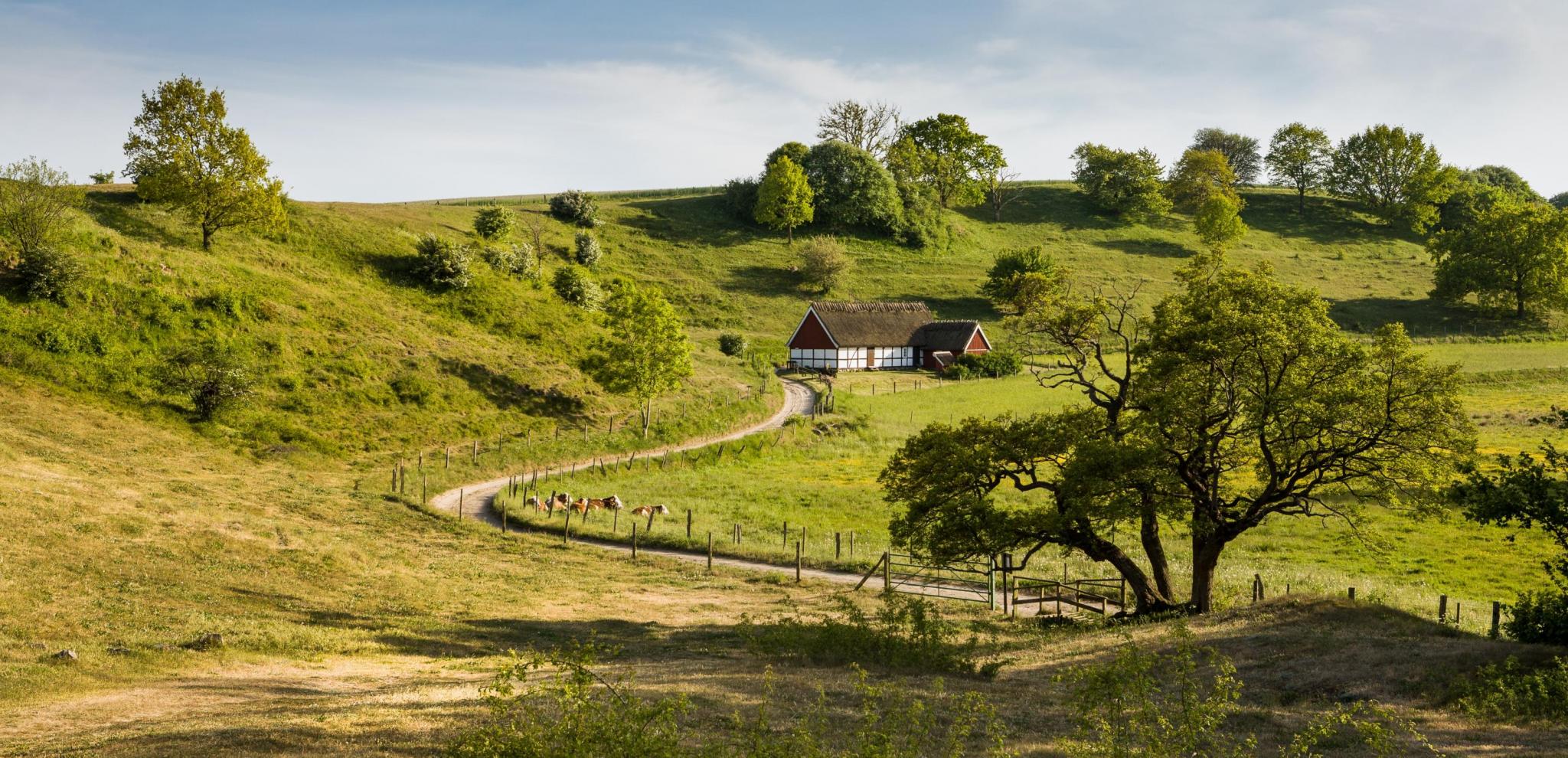 Eine Wiese - Österlen