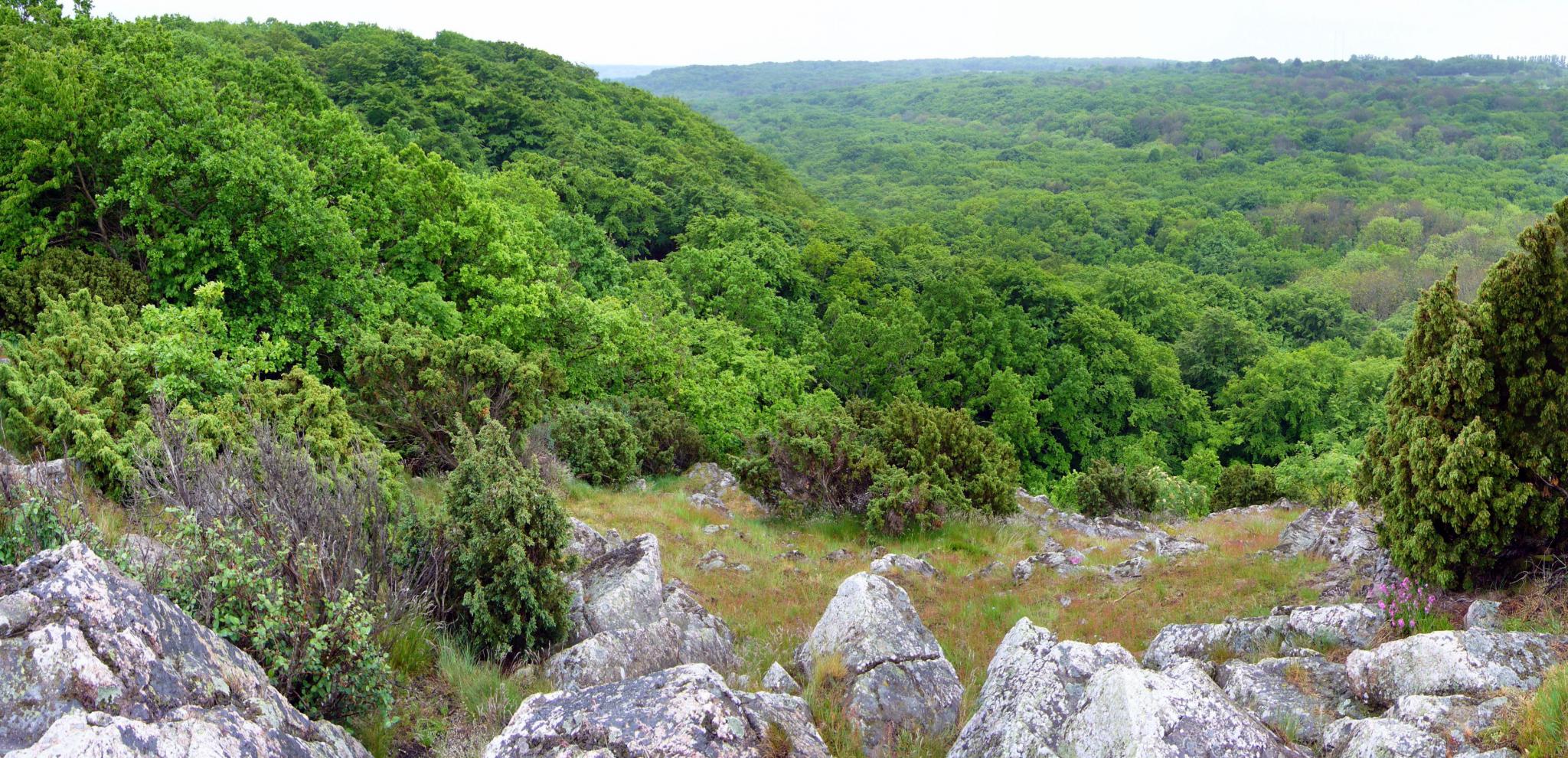 Green trees and cliffs