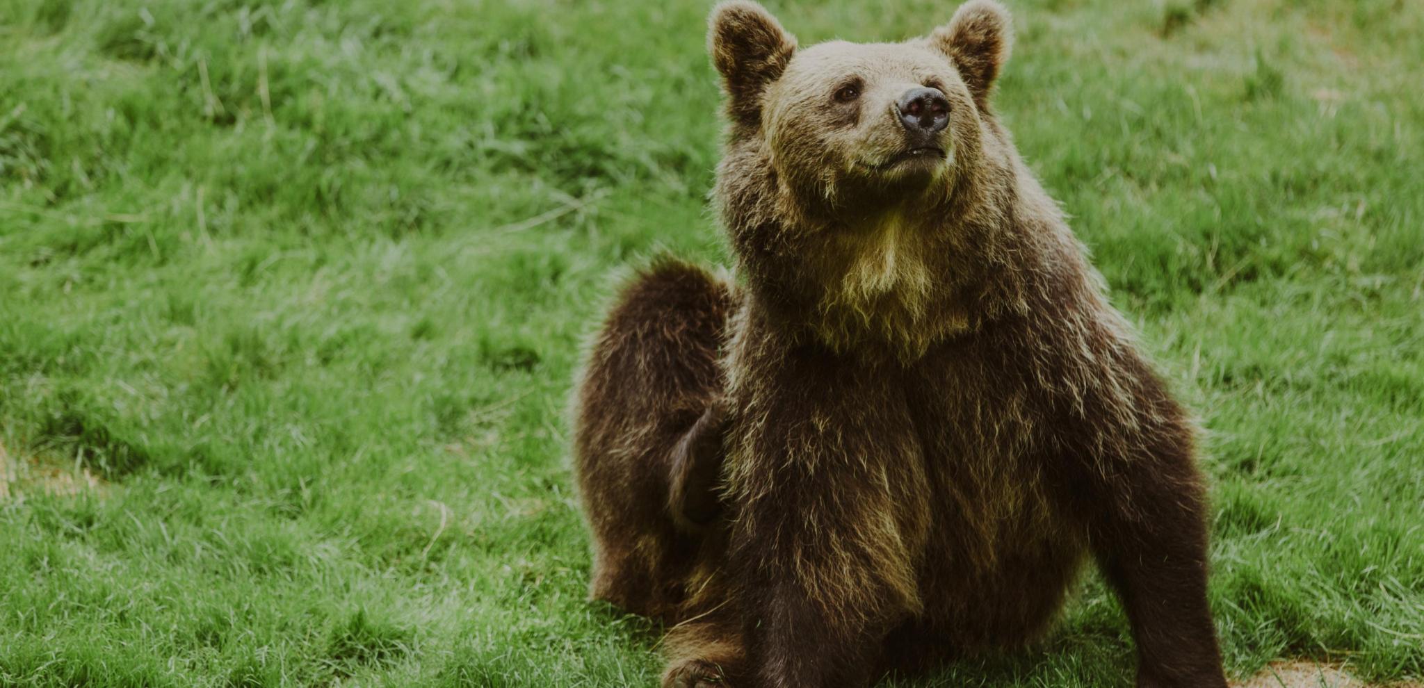 Ein Braunbär im Zoo Skånes Djurpark.