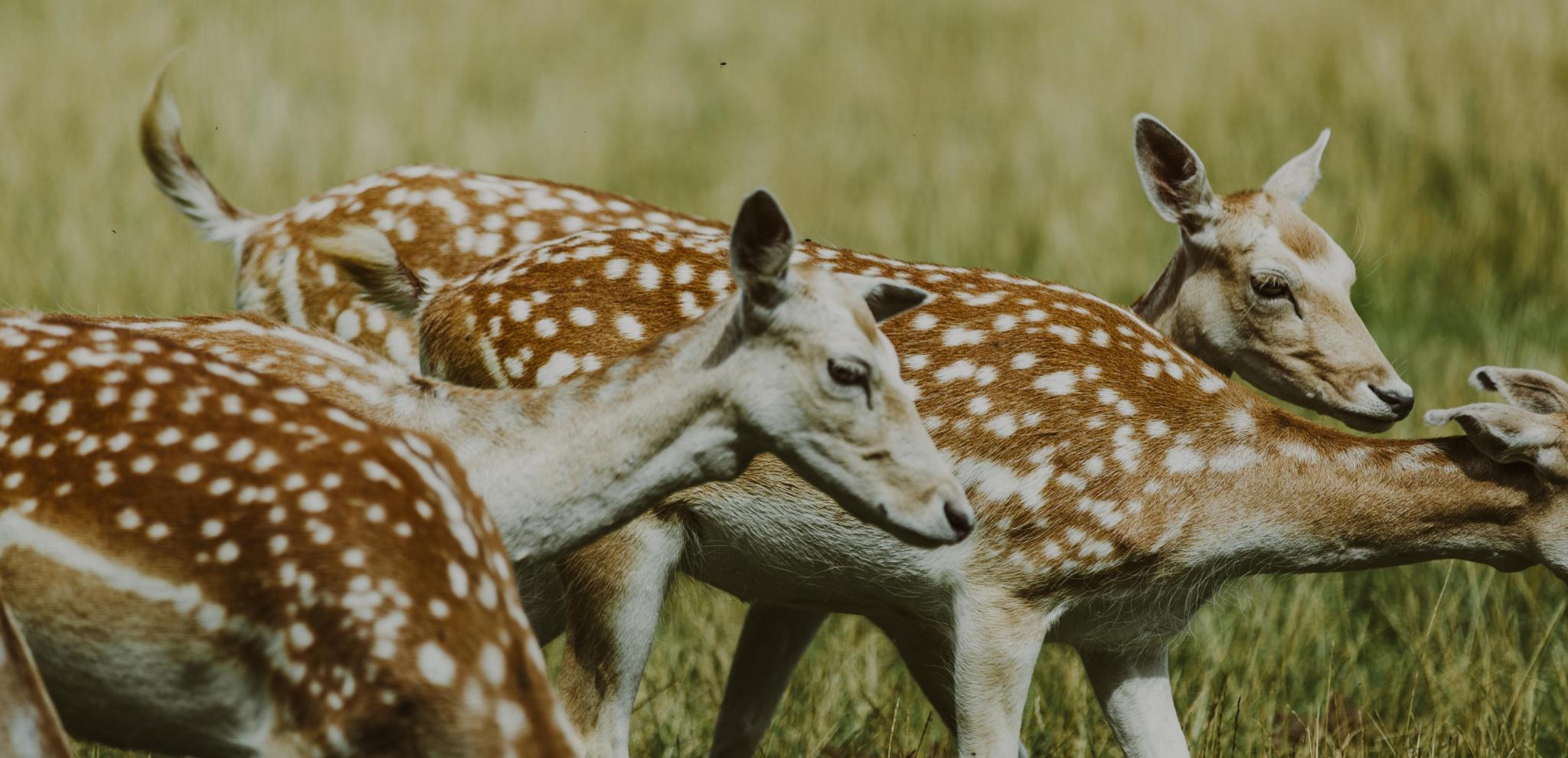 Rehe mit weißen Punkten im Zoo Skånes Djurpark.