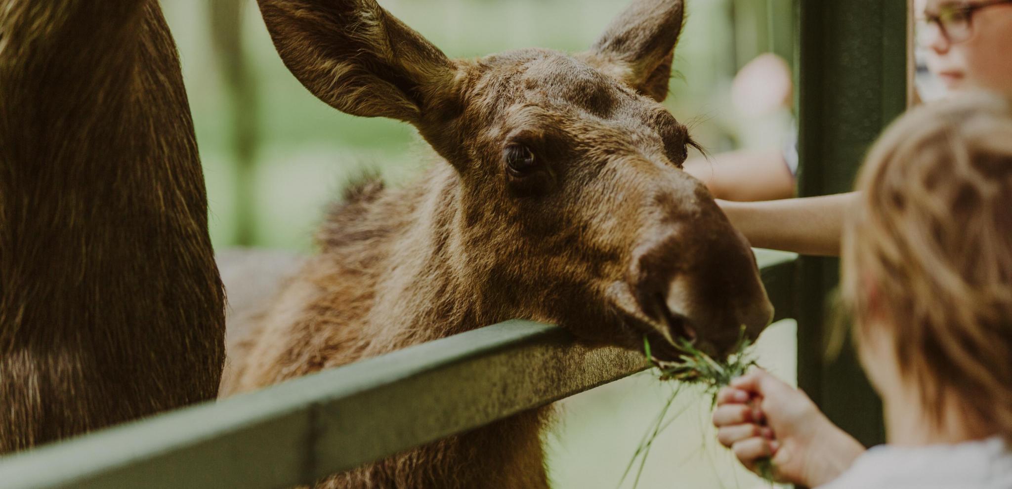 Ein Kind füttert ein Elchkalb im Zoo Skånes Djurpark.