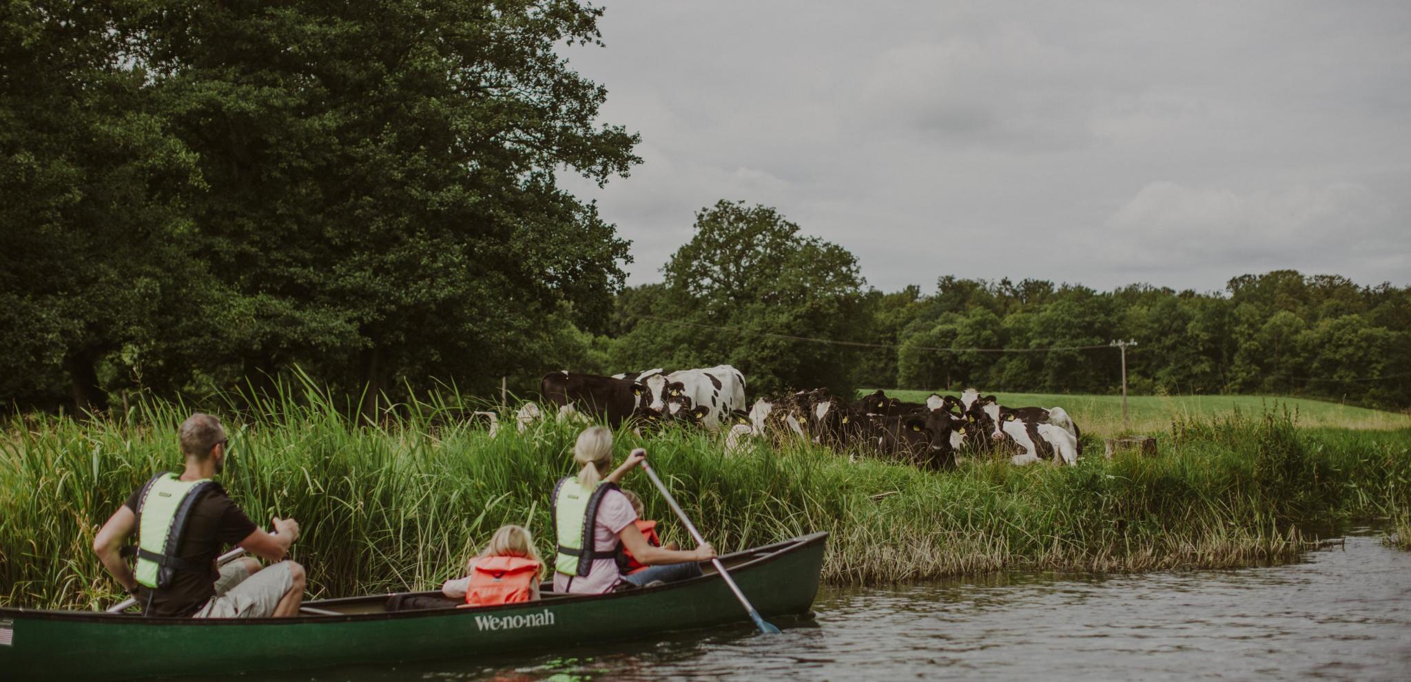 En familj i en kanot tittar på kor som betar