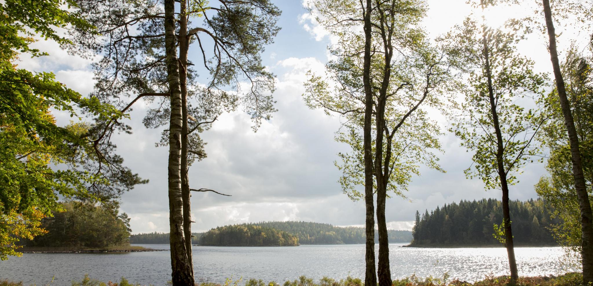Sjön Immeln genom en skog av björkträd