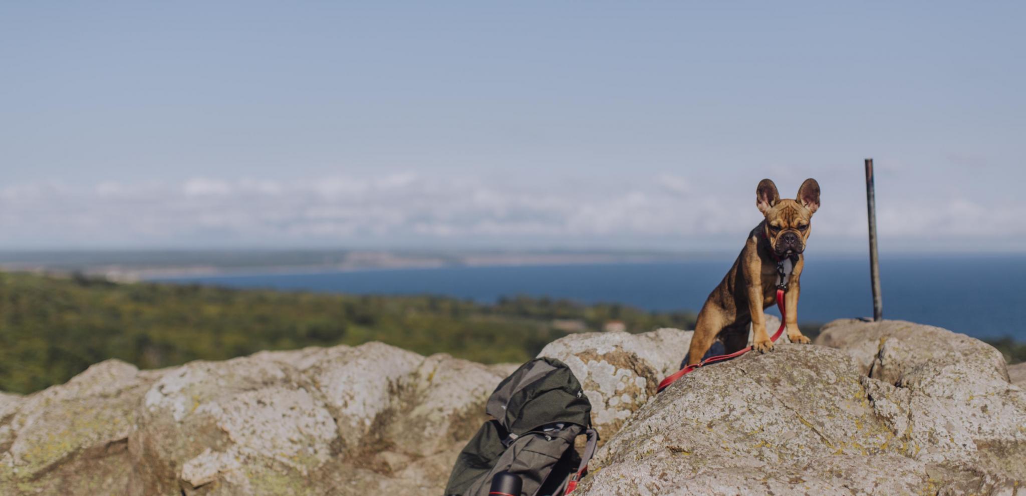 Dog sitting on clifftop with sea background