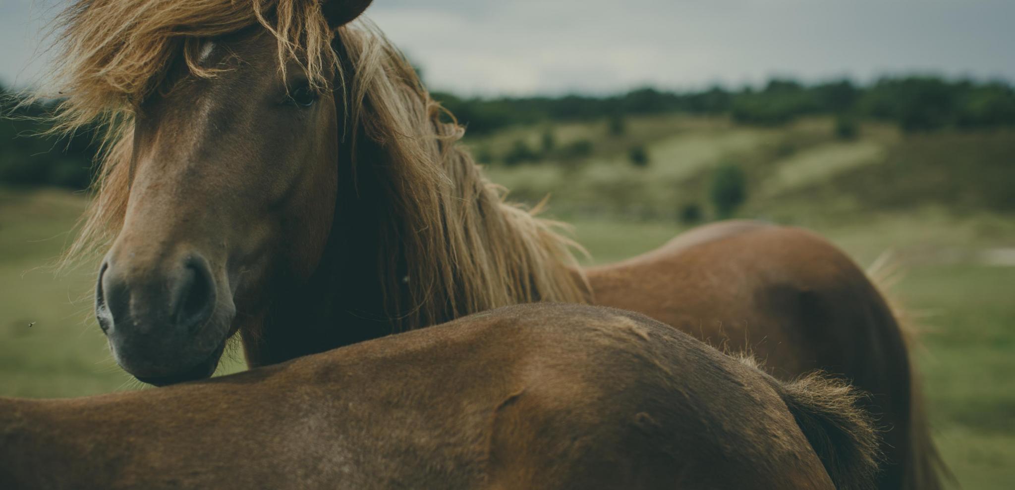 Close up of two horses in nature