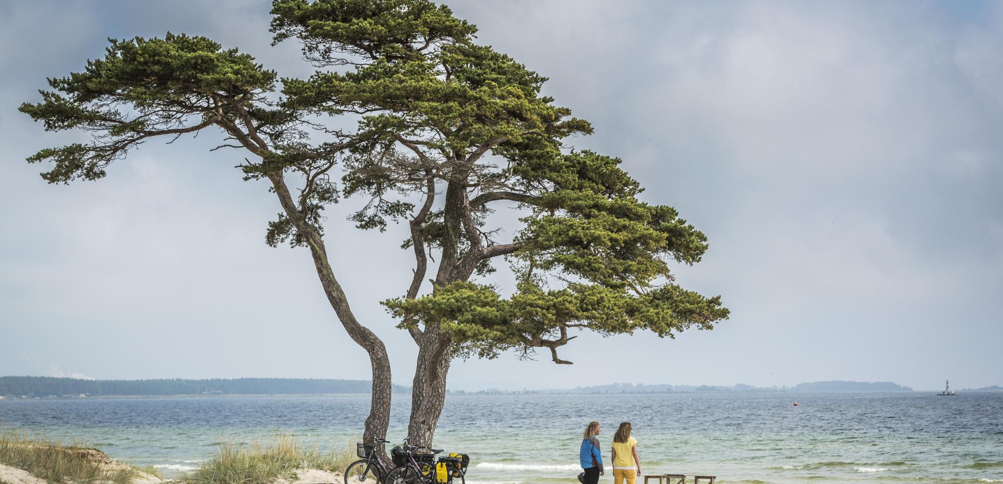 Tappet beach near Ahus with pinetree and biking women