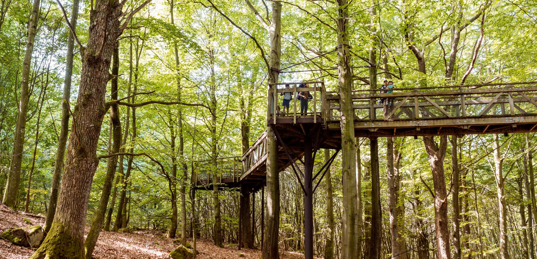 A hiking trail up among the trees