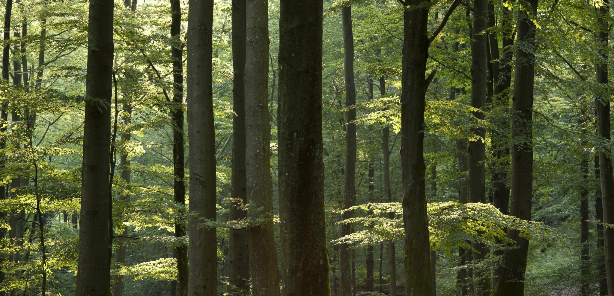 En vy djupt inne den täta och frodiga bokskogen i Djurholmen