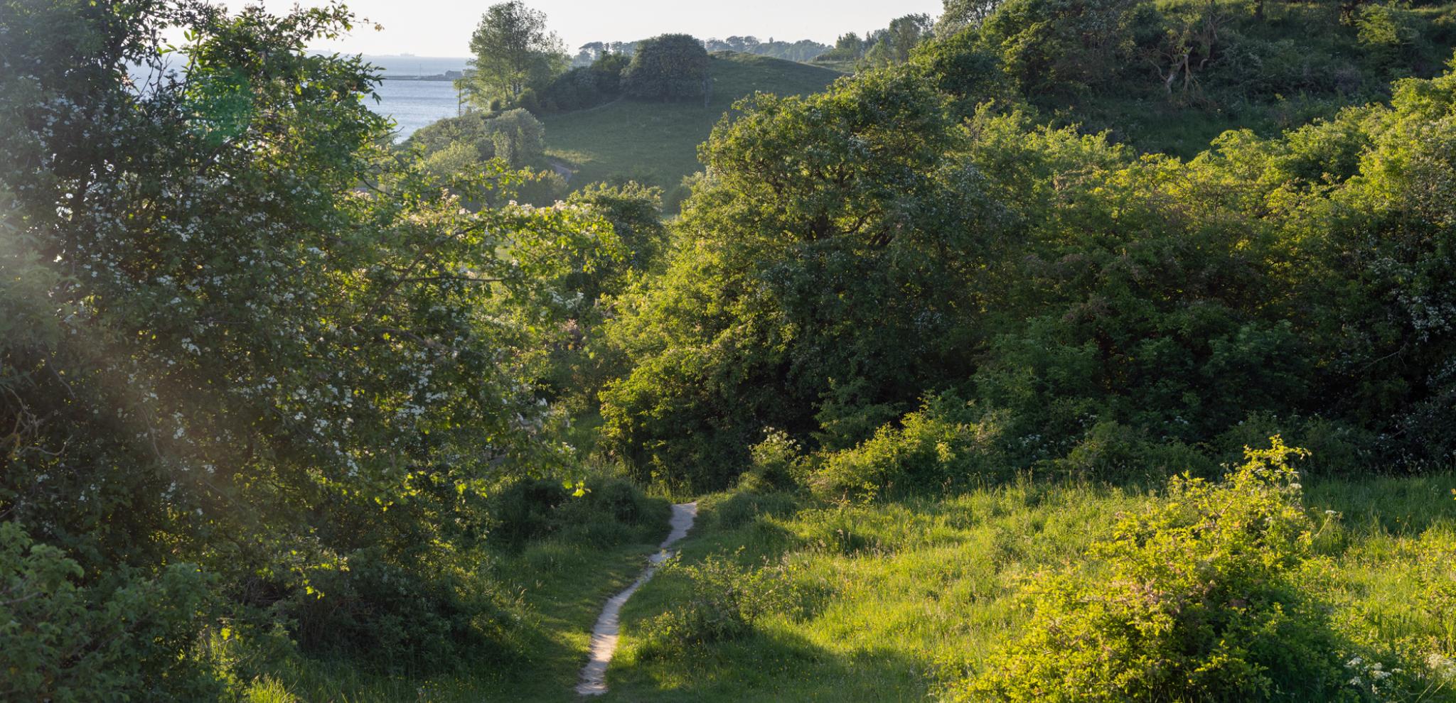 Valley with bushes and grass