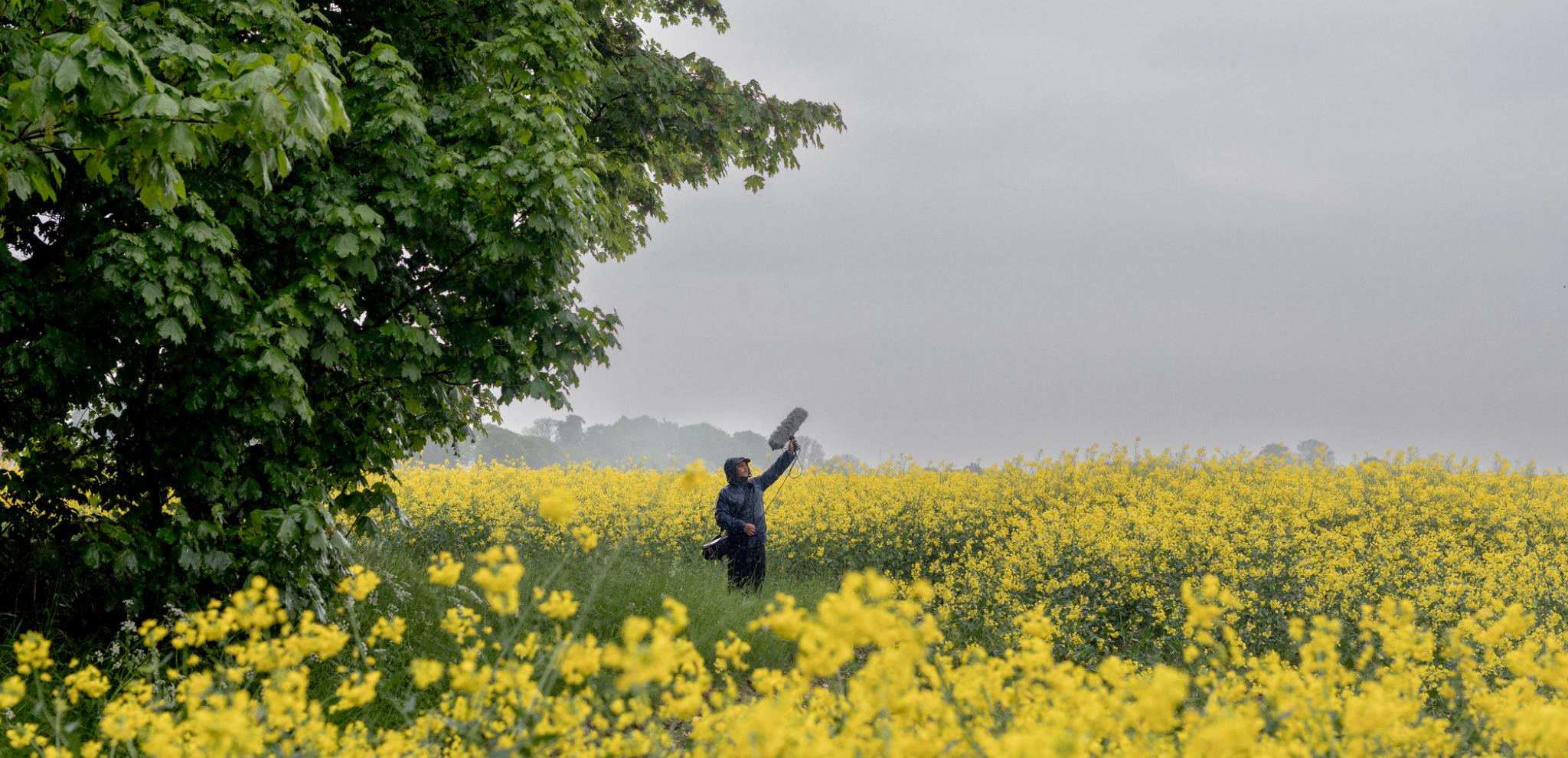Sound technician by a rapeseed fiel