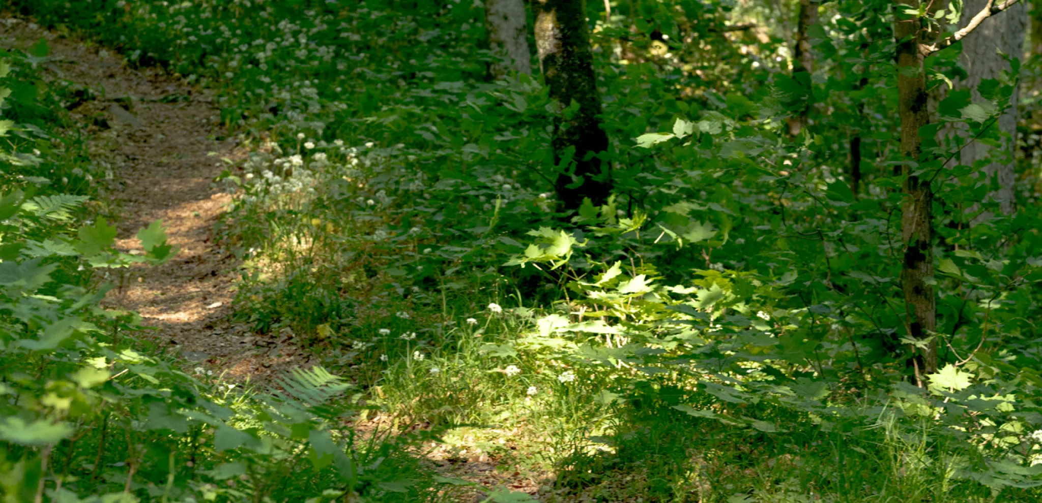 A path in the middle of a forest with lots of trees