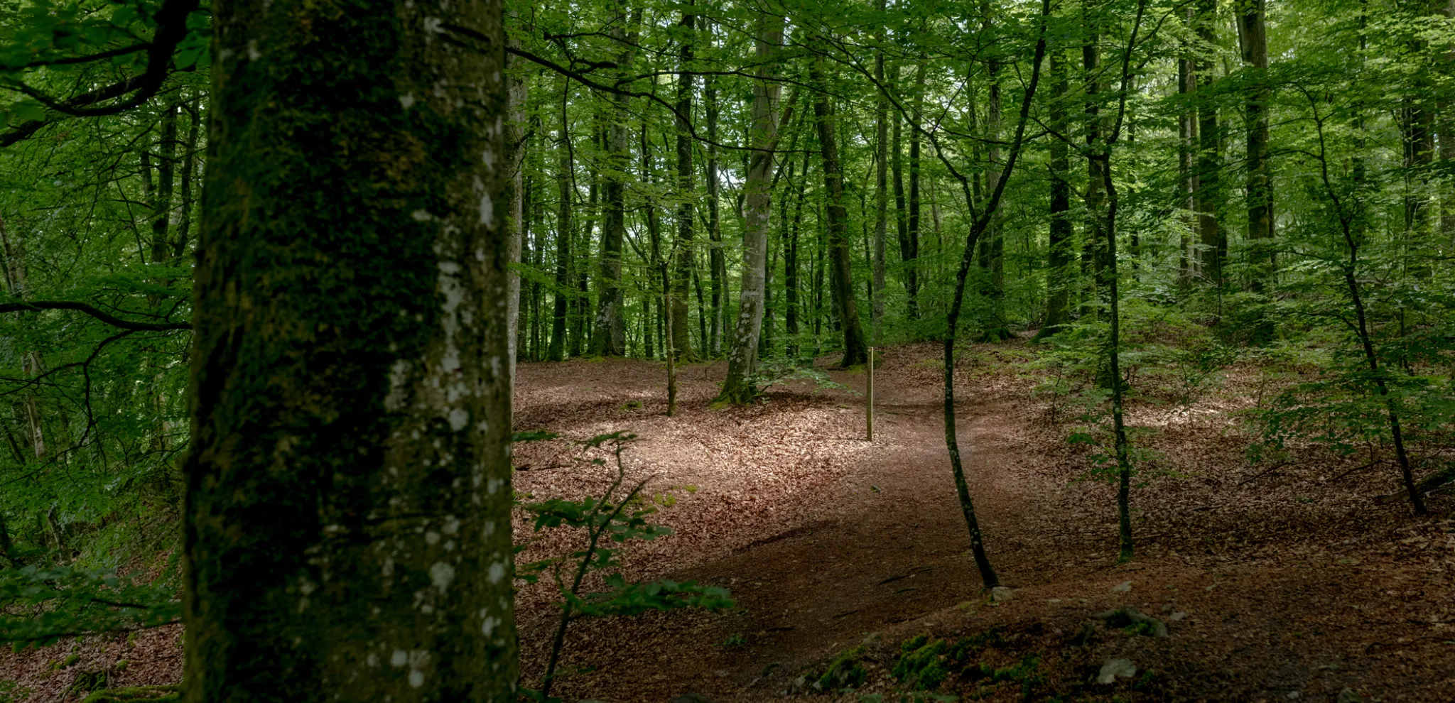 Subtle light in woods