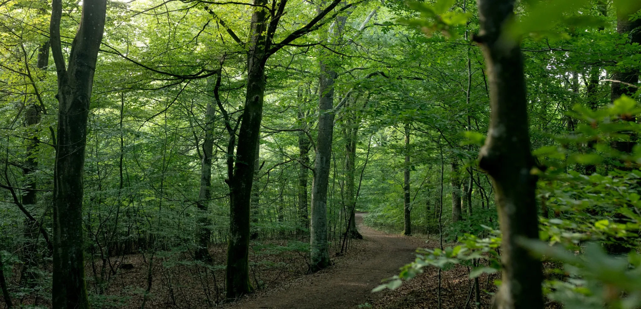 Green forest by Svaneholm