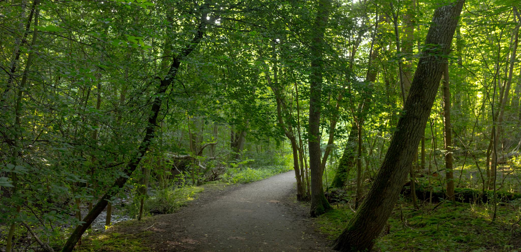 A path in the middle of a forest with lots of trees