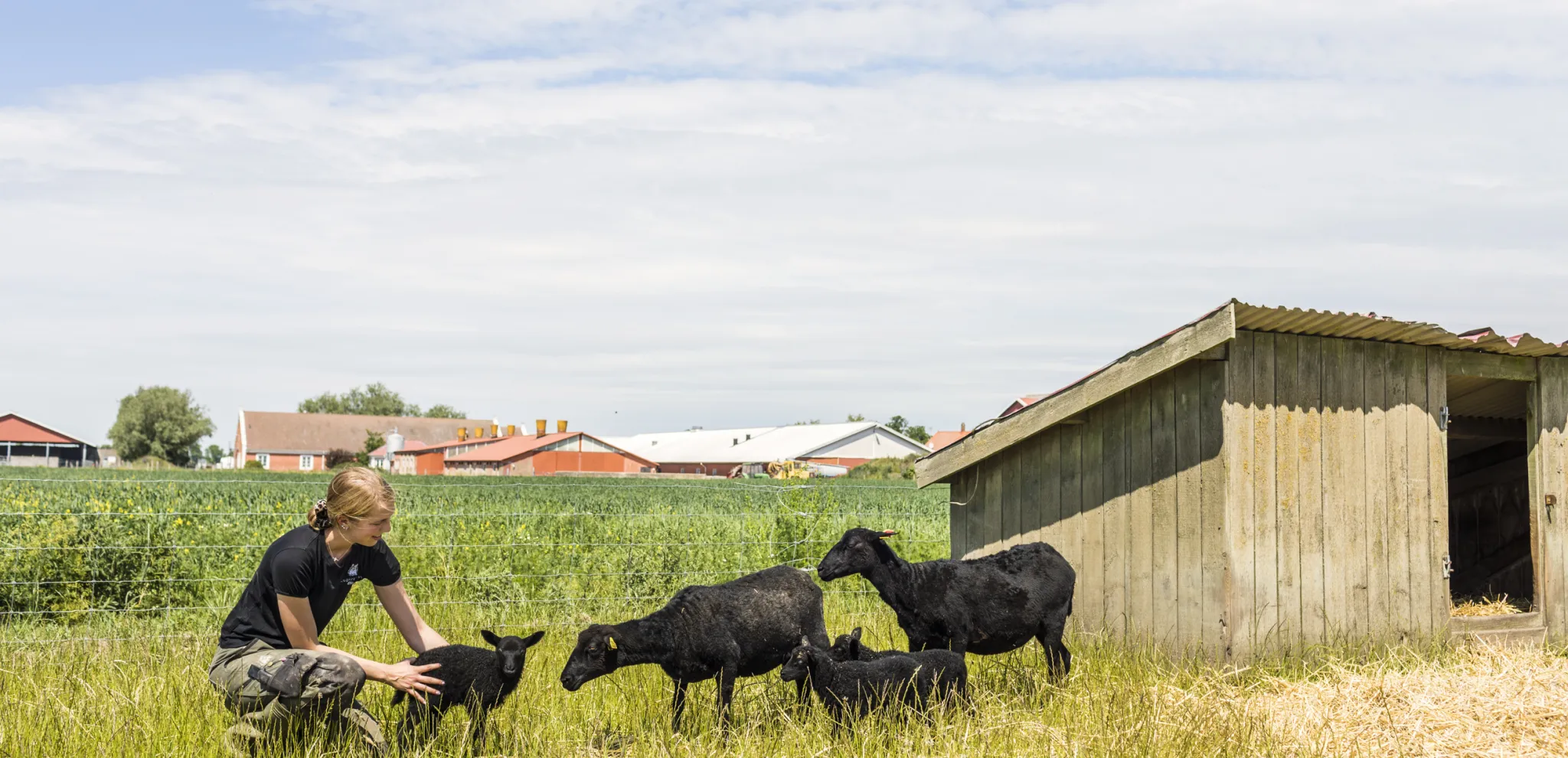 Person crouching beside black sheep in pasture with wooden shelter and farm buildings visible across green countryside landscape