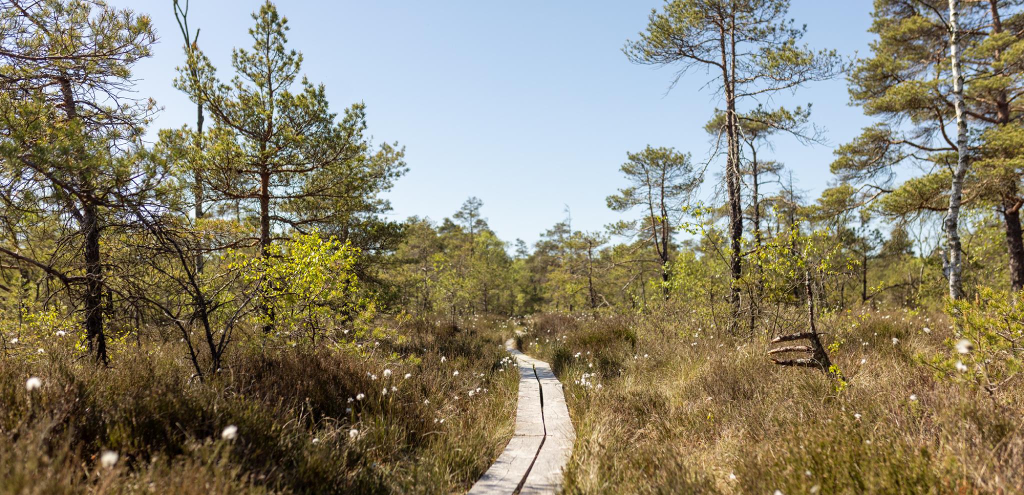 A path in the middle of a forest with tall grass and trees.
