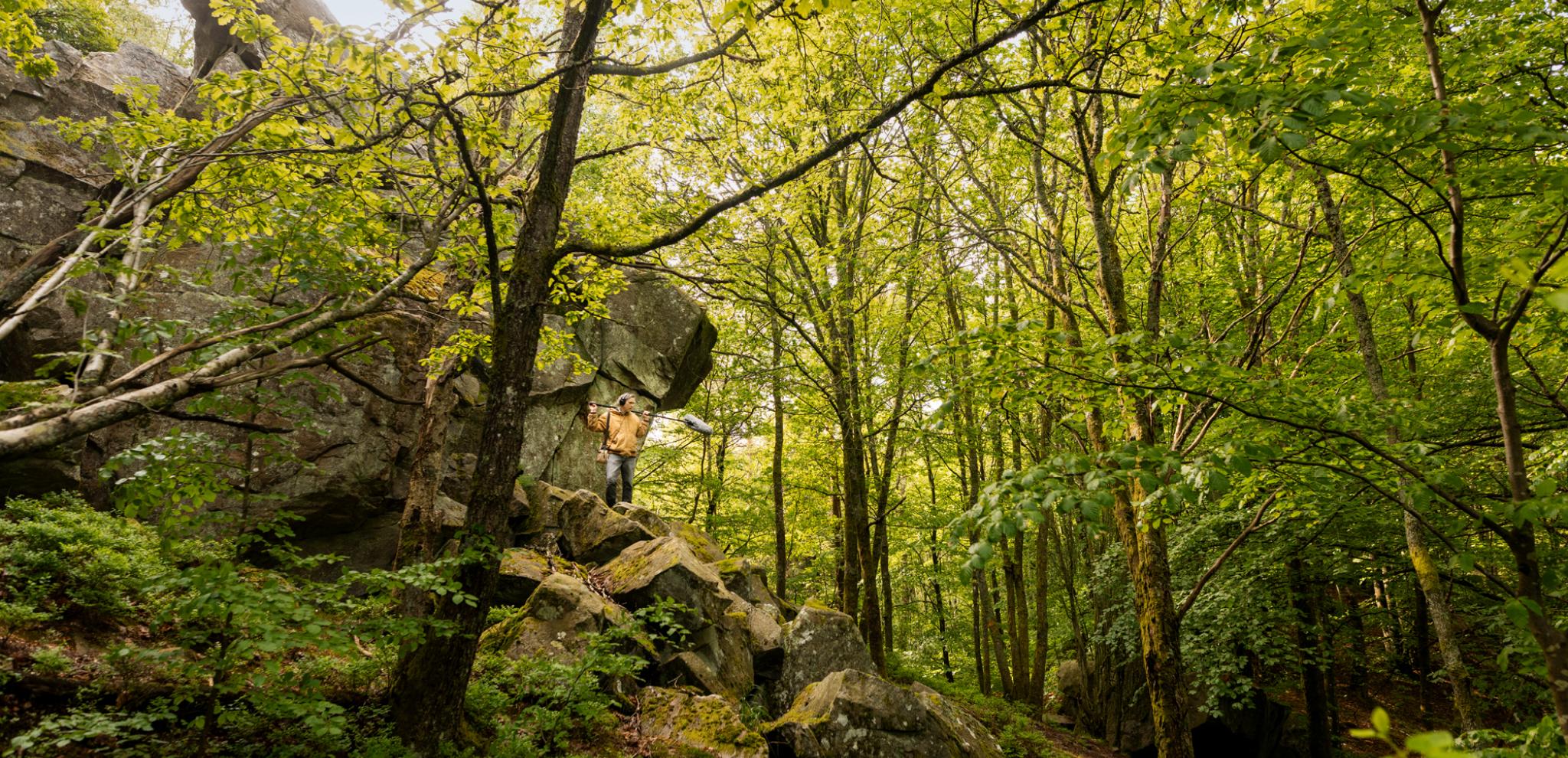 A person standing on a rock in the middle of a forest.