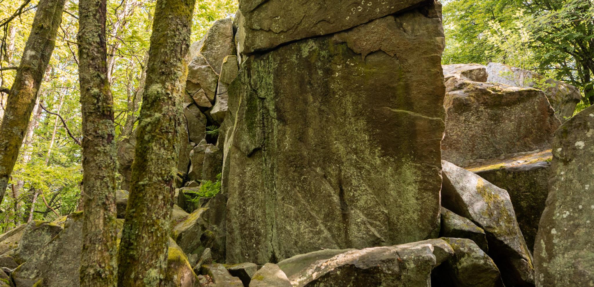 A large rock in the middle of a forest.