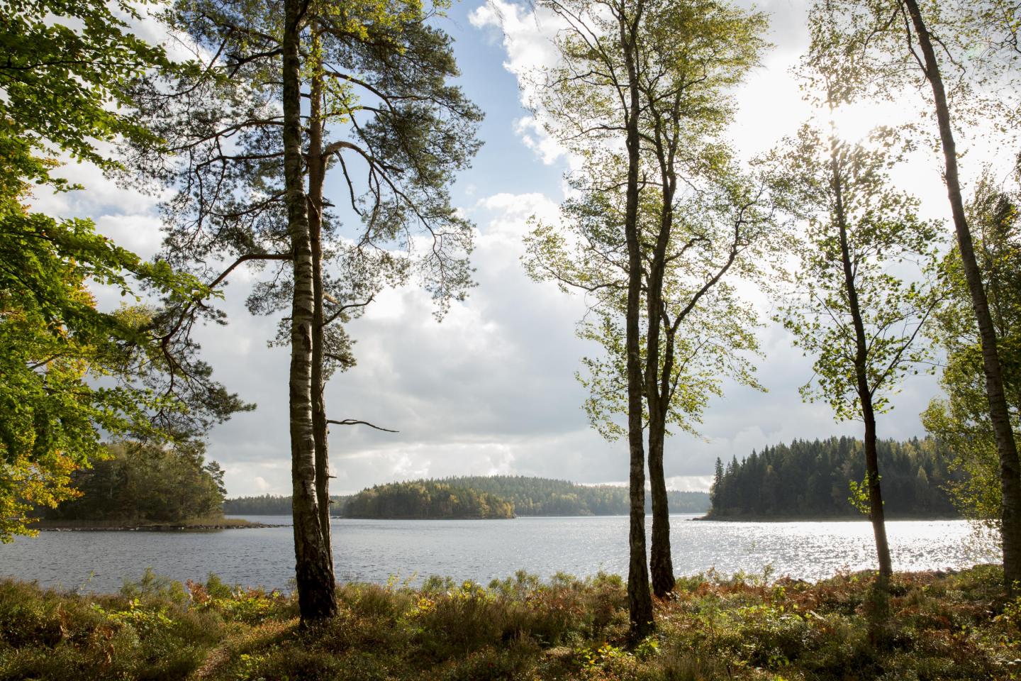 Sjön Immeln genom en skog av björkträd