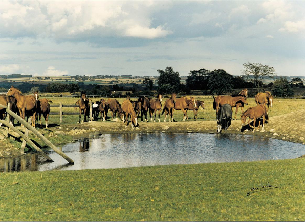Höstar dricker vatten från en damm i Flyinge