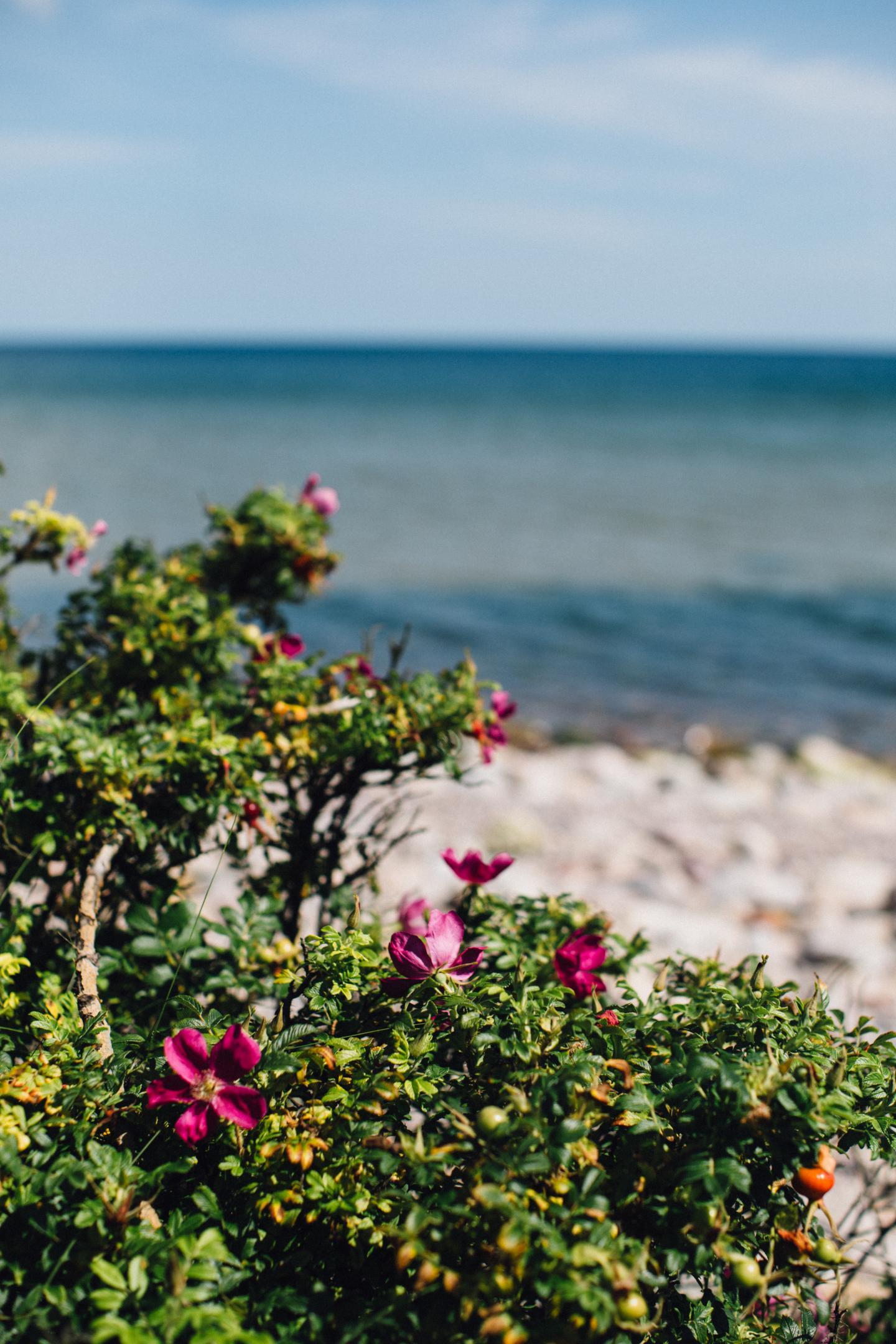 Rosebush on a beach with a sea background