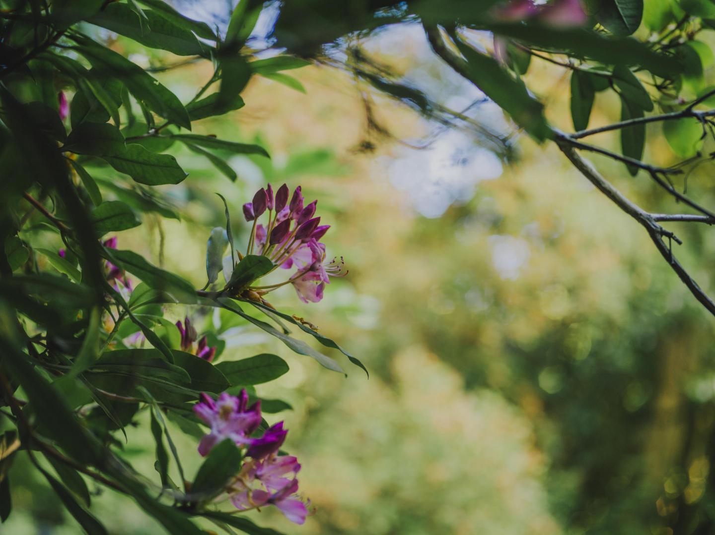 Purple flower in green nature