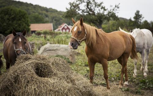 Pferde fressen Heu auf einem Bauernhof.