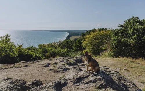 Stenshuvud´s view and dog