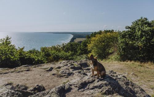 Stenshuvud´s view and dog