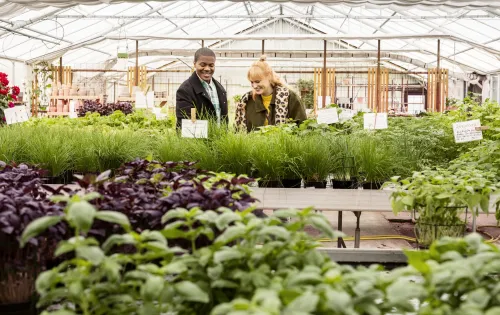 Ett par vänner handlar kryddväxter på tomatens hus 