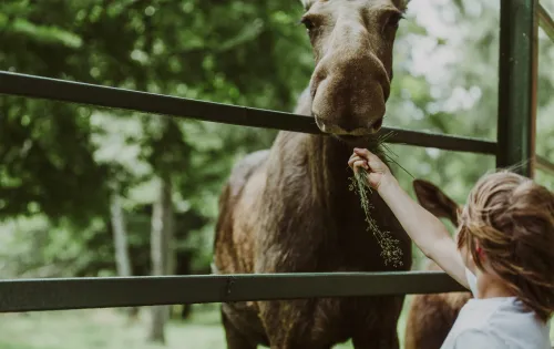 A boy feeding a moose in animal park