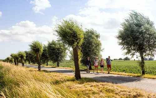 Vier Wanderer passieren eine Allee mit knorrigen Bäumen und Feldern zu beiden Seiten.