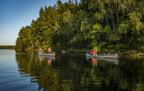 Drei Personen paddeln in Kanus auf einem See an einem Wald vorbei.