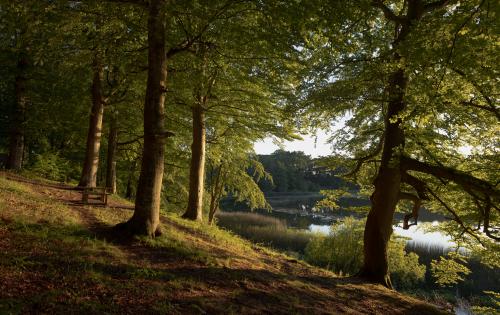 Trees by lake Krageholm