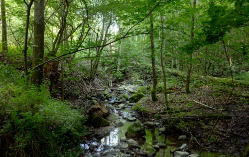 Small stream in the woods of Borgens Nature Reserve